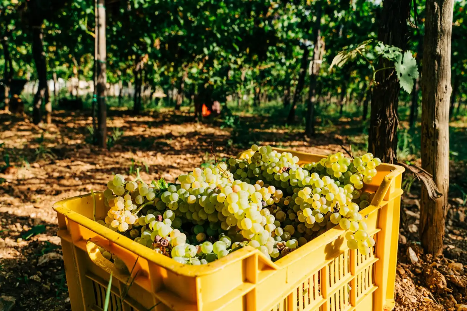 White grapes in a yellow crate between the vines